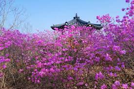 제 15회 옥산 옥려봉 진달래꽃 십리길 축제 기본일정과 프로그램 소개