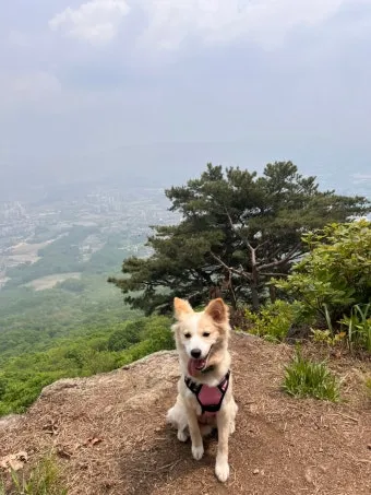 수도권 애견동반 여행지 5선 완벽 가이드 반려견 동반 산책 주말 여행지 추천_19