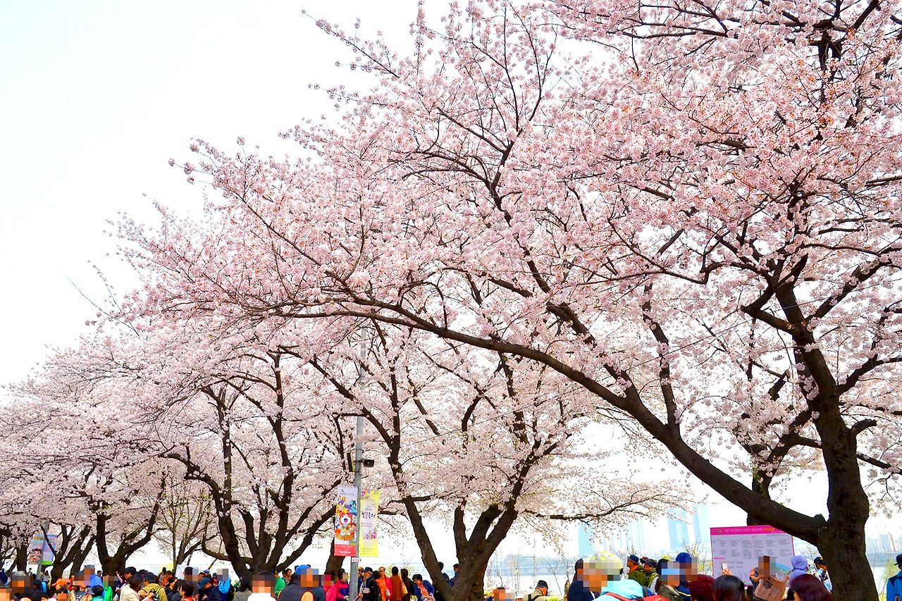 2025 벚꽃 개화시기 