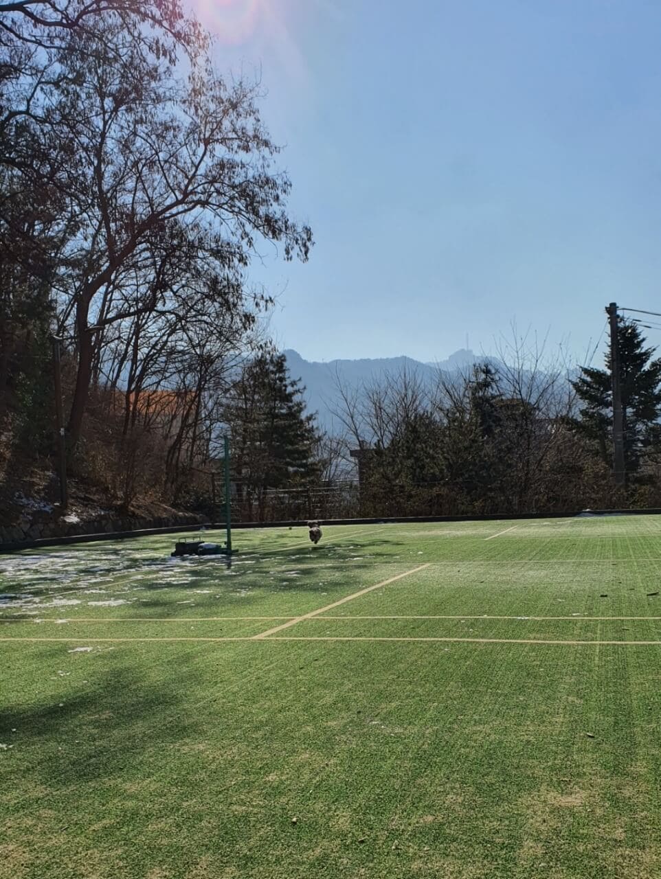 공놀이하는 강아지3