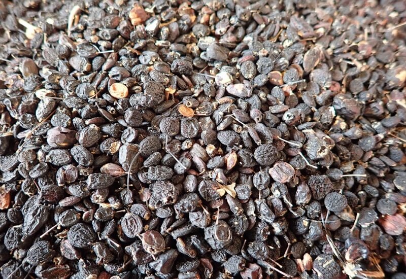 건조된-오가피열매