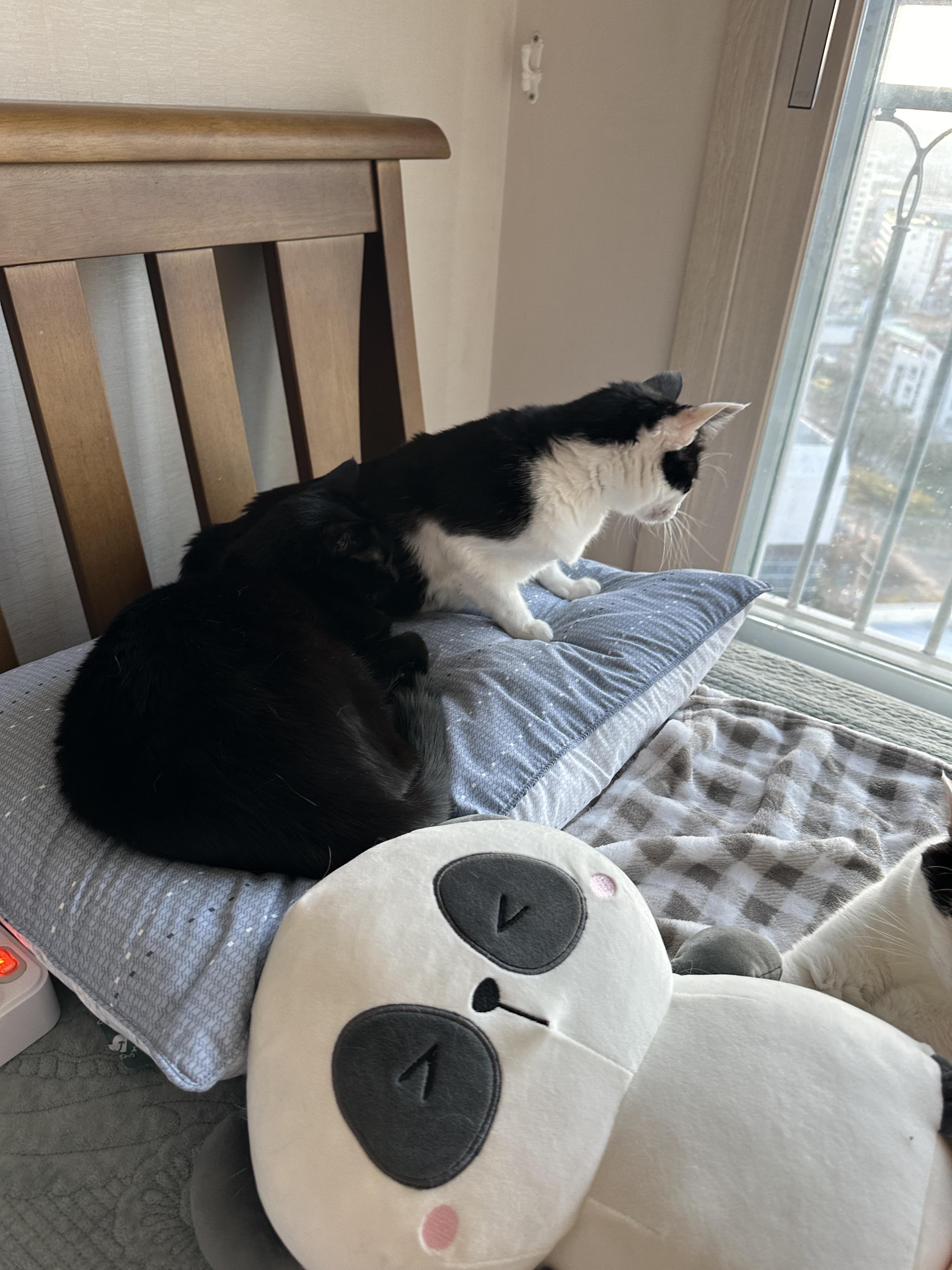 올블랙고양이_건이와_젖소냥이_두리_남매