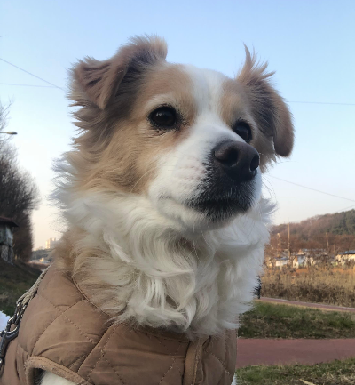 노령견의 암 예방과 정기 검진의 중요성