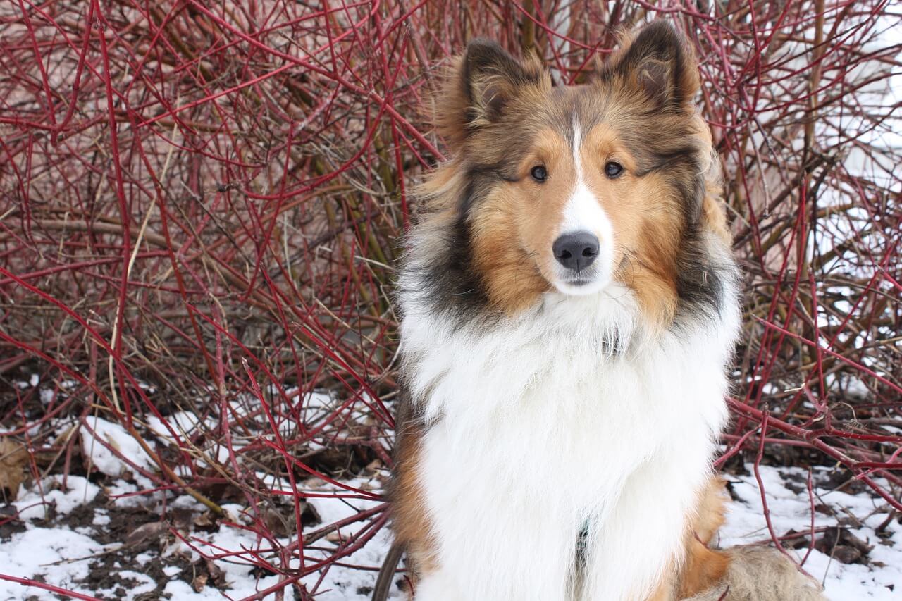 강아지 백내장 초기 징후와 치료시기