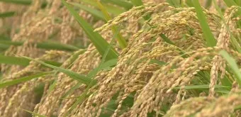 벼 재배 모내기 시기 분얼 관리 논 물대기_8