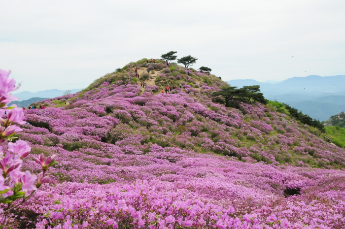 황매산 철쭉제