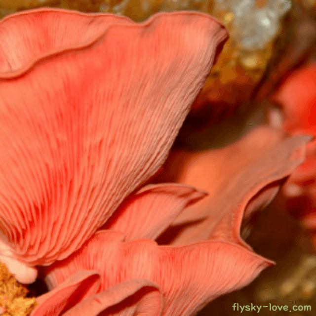 분홍느타리버섯