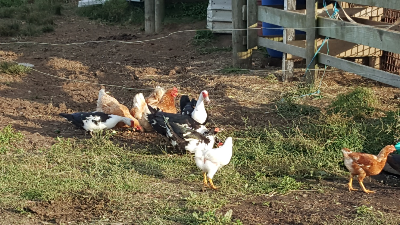 닭과 오리가 먹이를 먹고 있는 사진