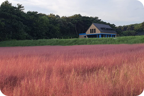 고창 청농원 핑크뮬리 축제 이미지/ 출처: 고창 청농원