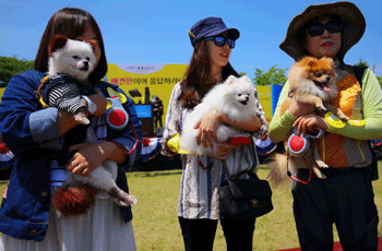 임실 펫스타 의견문화제