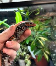 파충류 MBD 예방을 위한 칼슘 영양제 급여 및 사육장 UVB 램프 설치 가이드