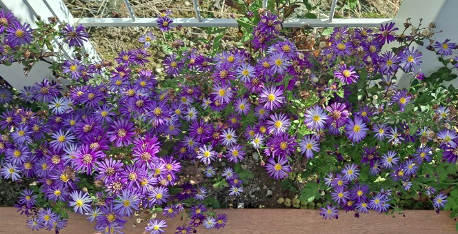 보라색-작은-꽃이-바닥에-펴있는-모습