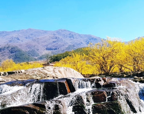 이천백사 산수유꽃축제