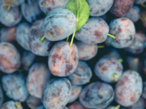 과일 이름 영어로 (18가지 자주 먹는 과일 과채류 영어 단어 알아보기)