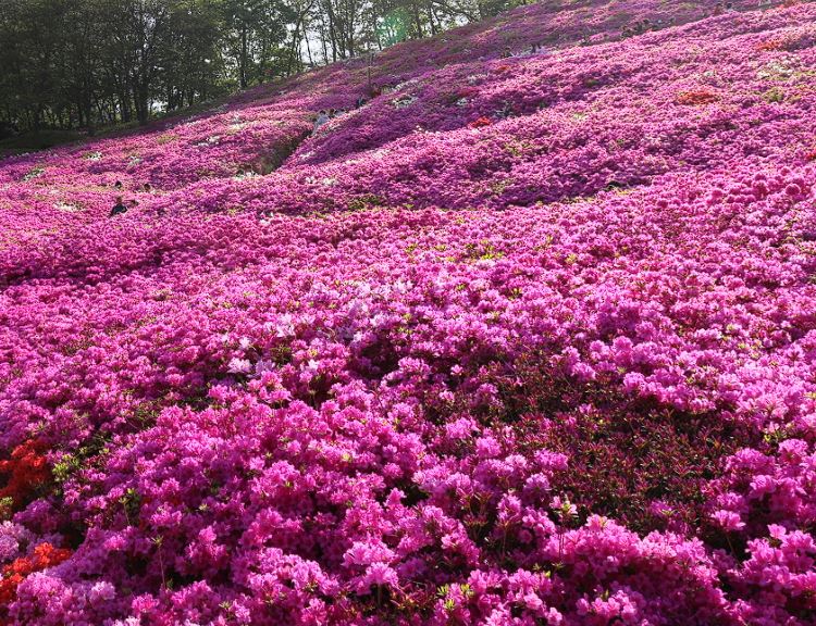 군포 철쭉축제 기간