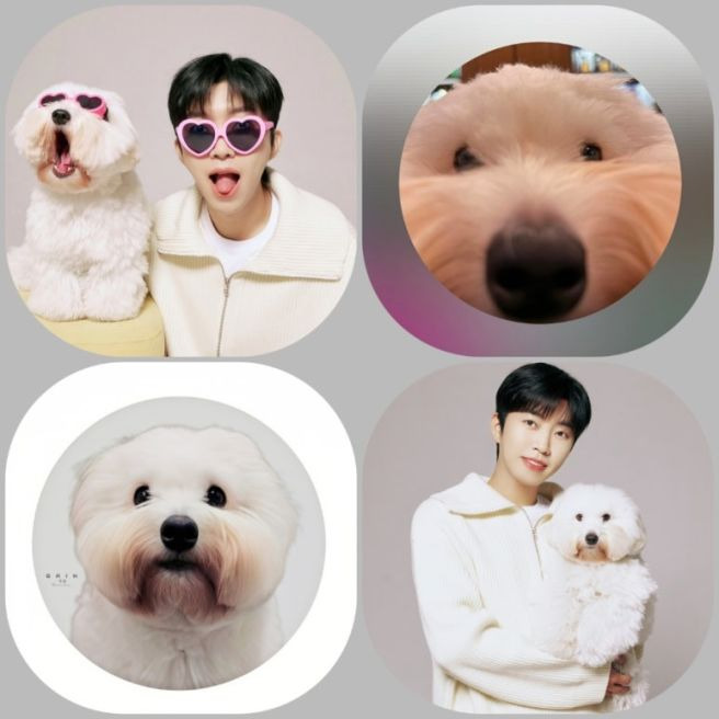임영웅 반려견 시월이 총정리｜견종 코통 드 튈레아르&middot;나이&middot;생일&middot;입양 사연&middot;또또 뮤직비디오