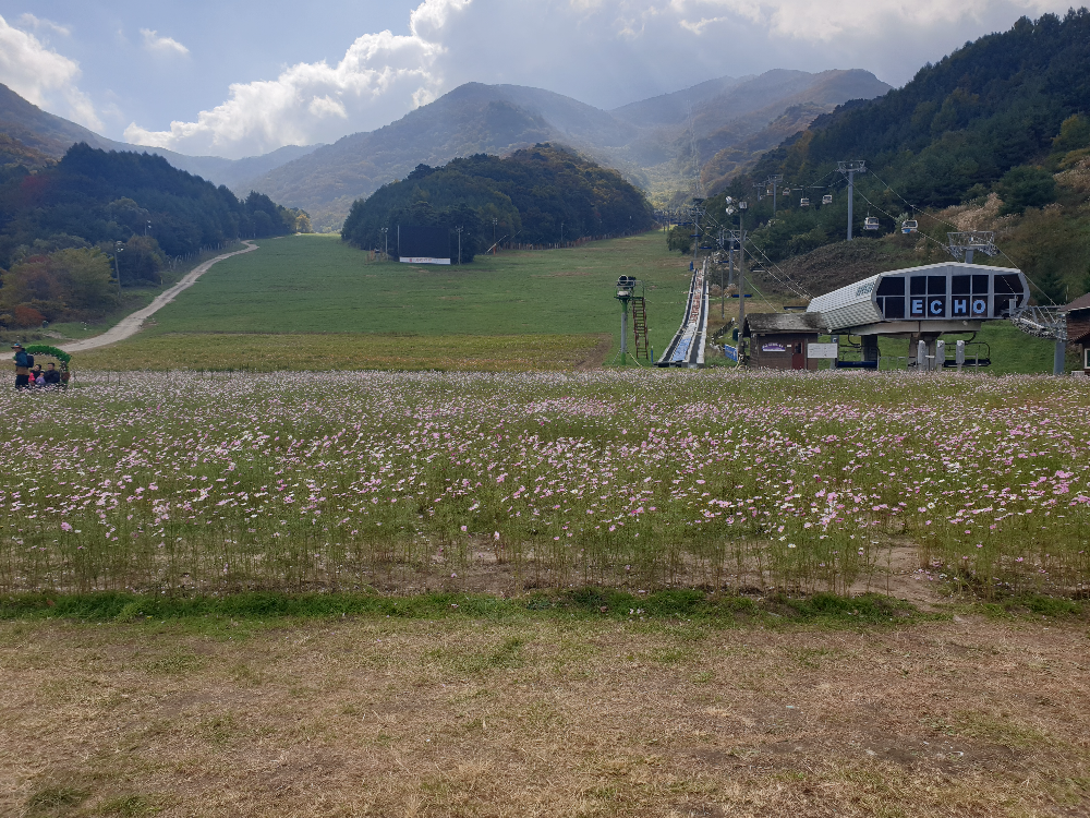 앞에 코스모스가 보이고 뒤로는 스키 슬로프가 보인다.