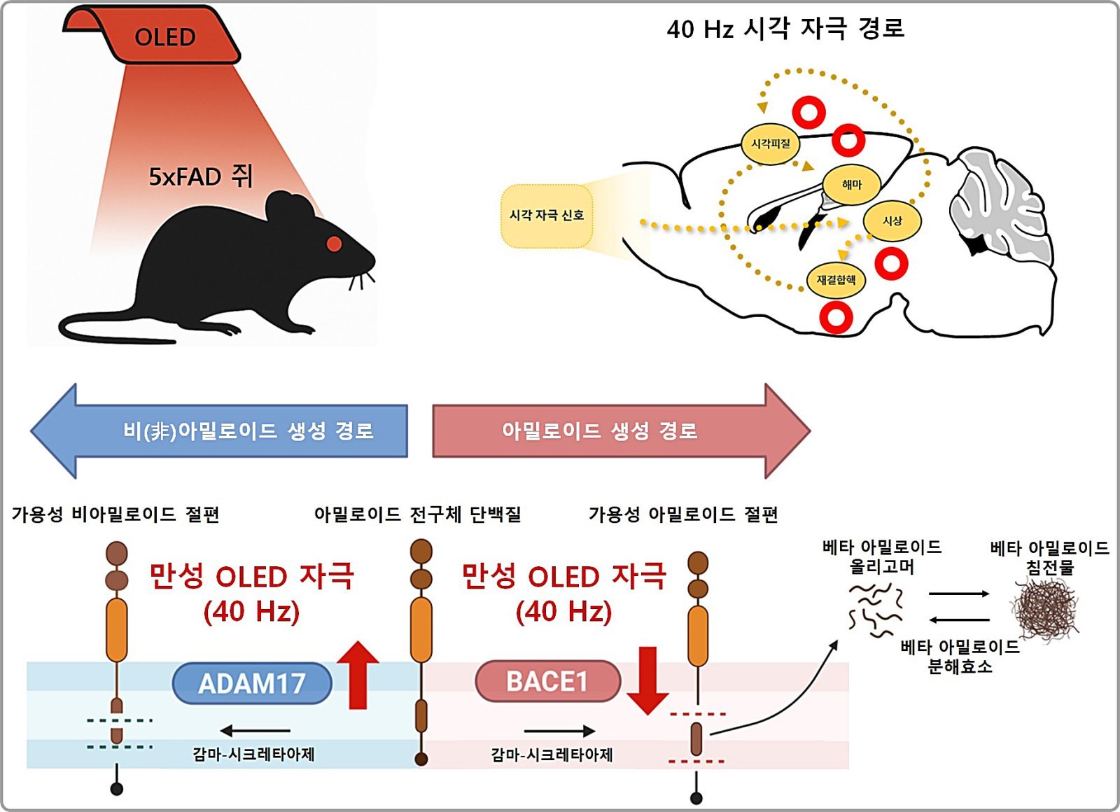 알츠하이머 기억 회복을 위한 적색 빛 연구 관련 이미지