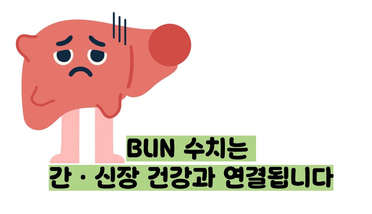 BUN 수치