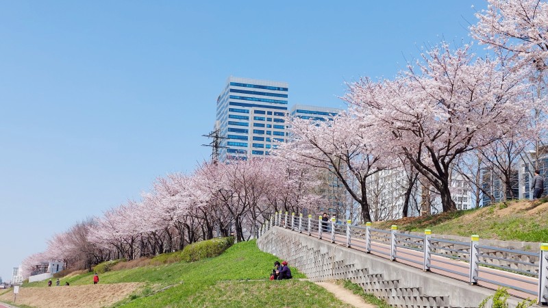 2024 서울 벚꽃 명소 BEST 10