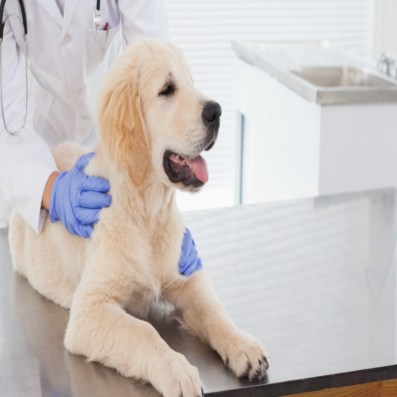 반려견 가을 산책 주의할점 진드기 조심