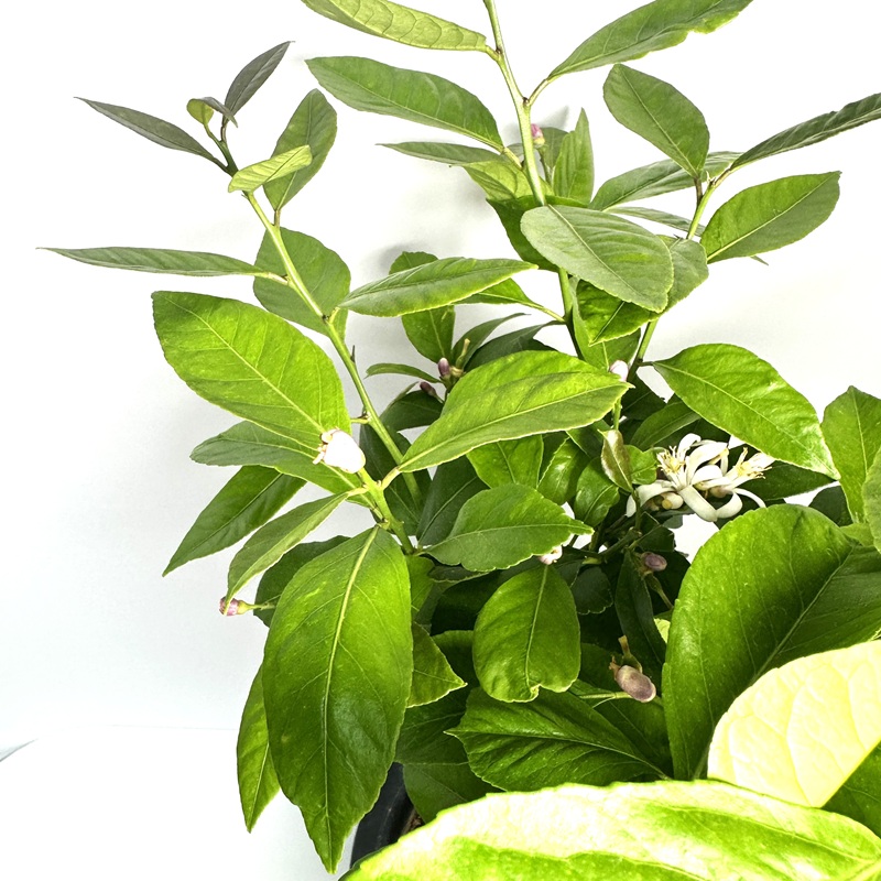 레몬나무 키우기 묘목 판매