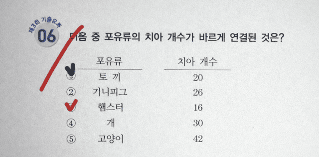 햄스터 치아 개수 문제