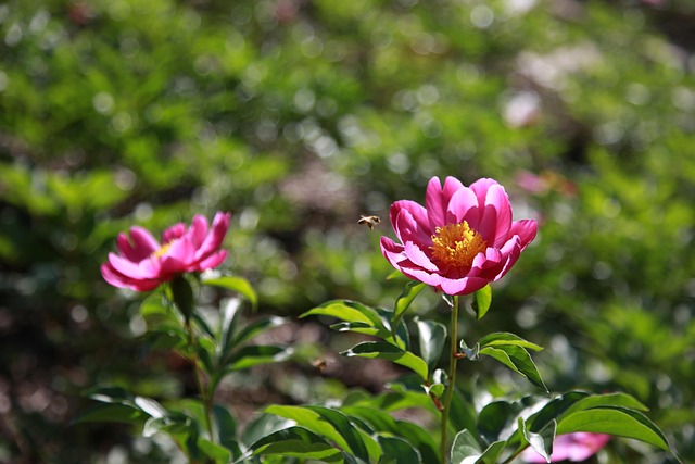 합천 작약 축제 