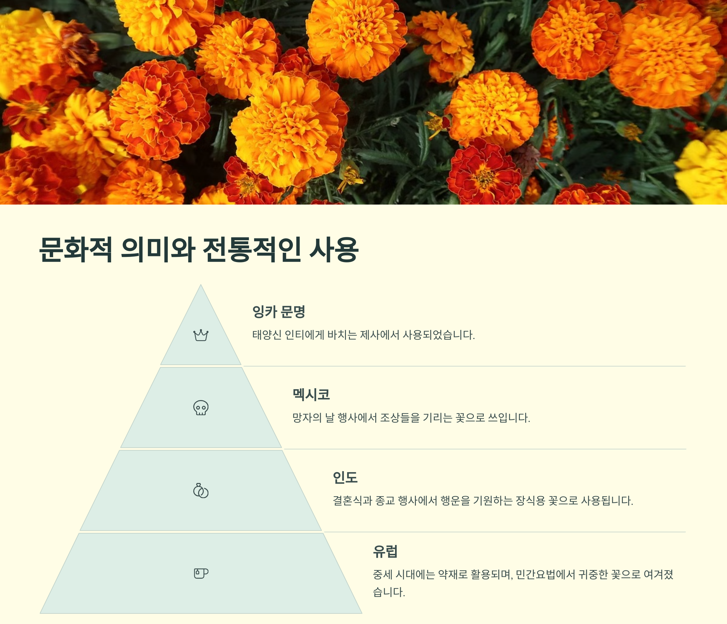 메리골드 잉카 꽃