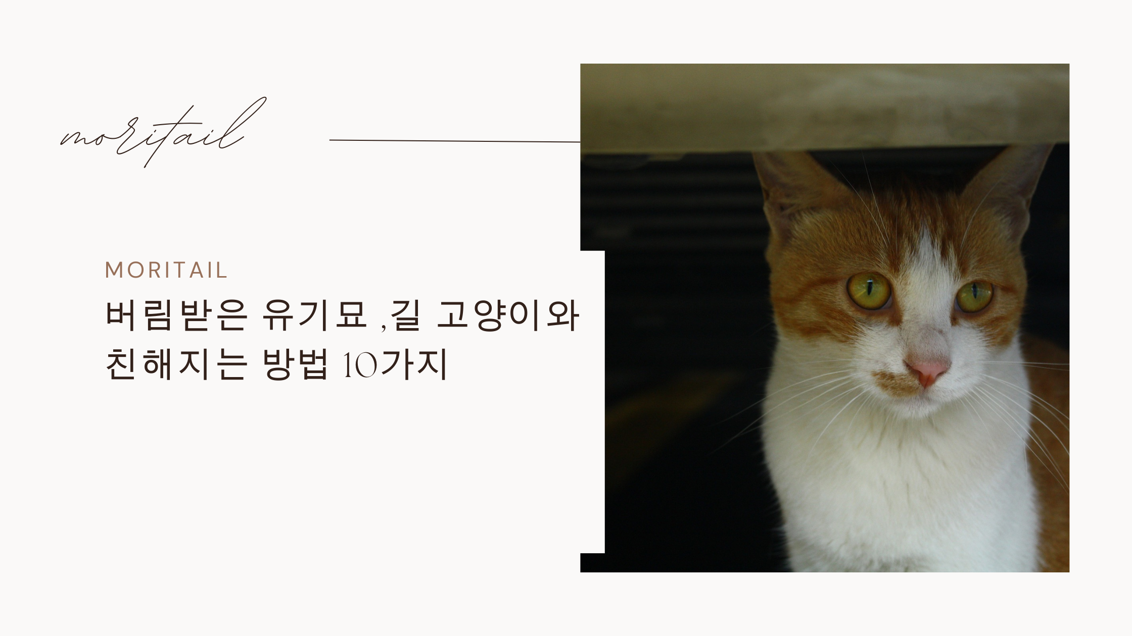 버림받은 유기묘 ,길 고양이와 친해지는 방법 10가지