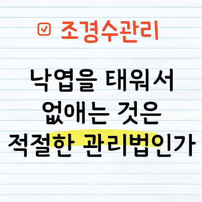 낙엽을 태워서 없애는 것은 적절한 관리법인가