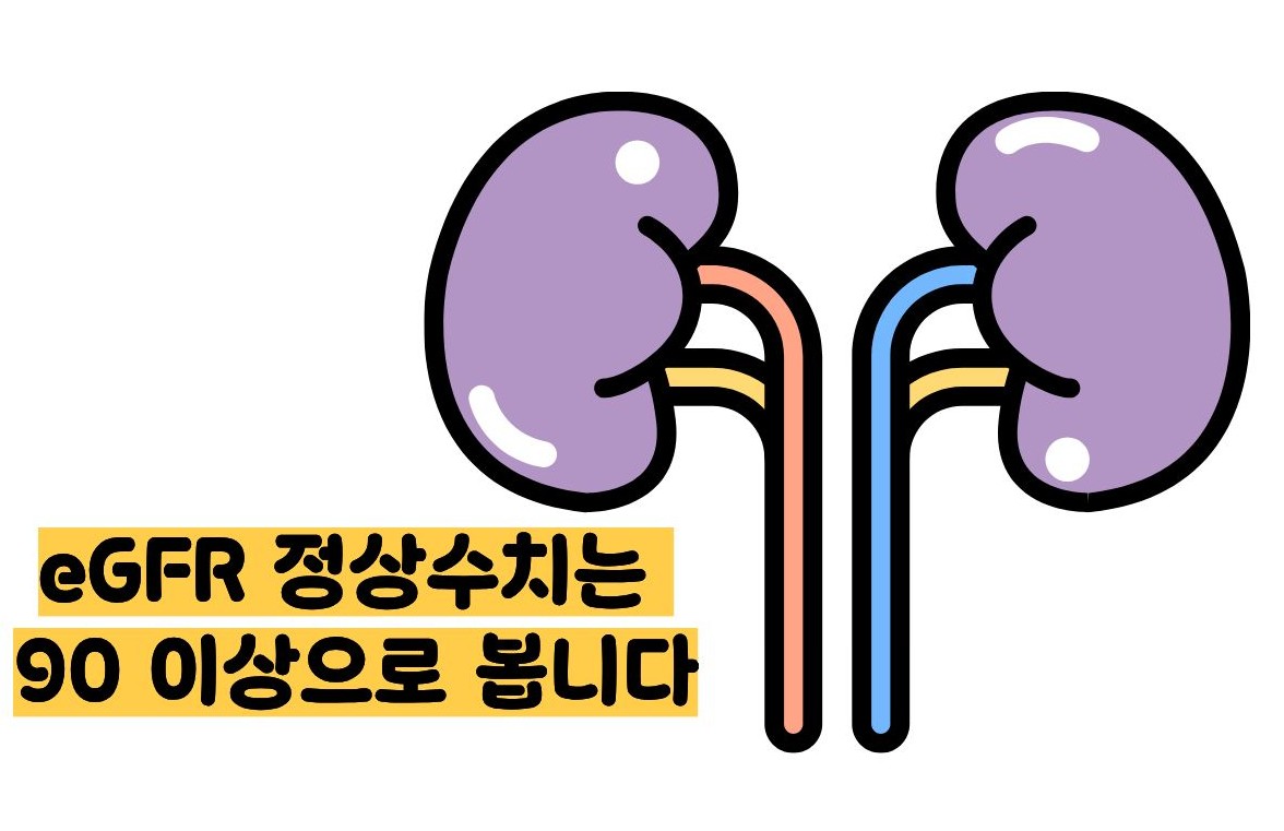 egfr 정상수치