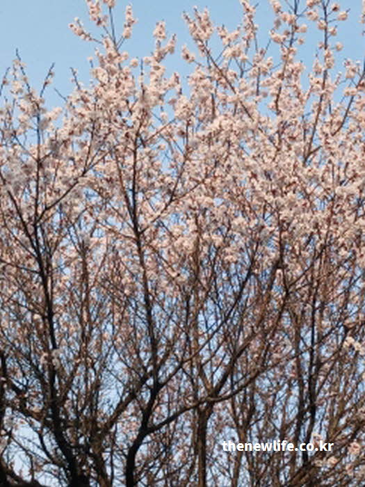 여의도 벚꽃 축제 기간 안내 사진