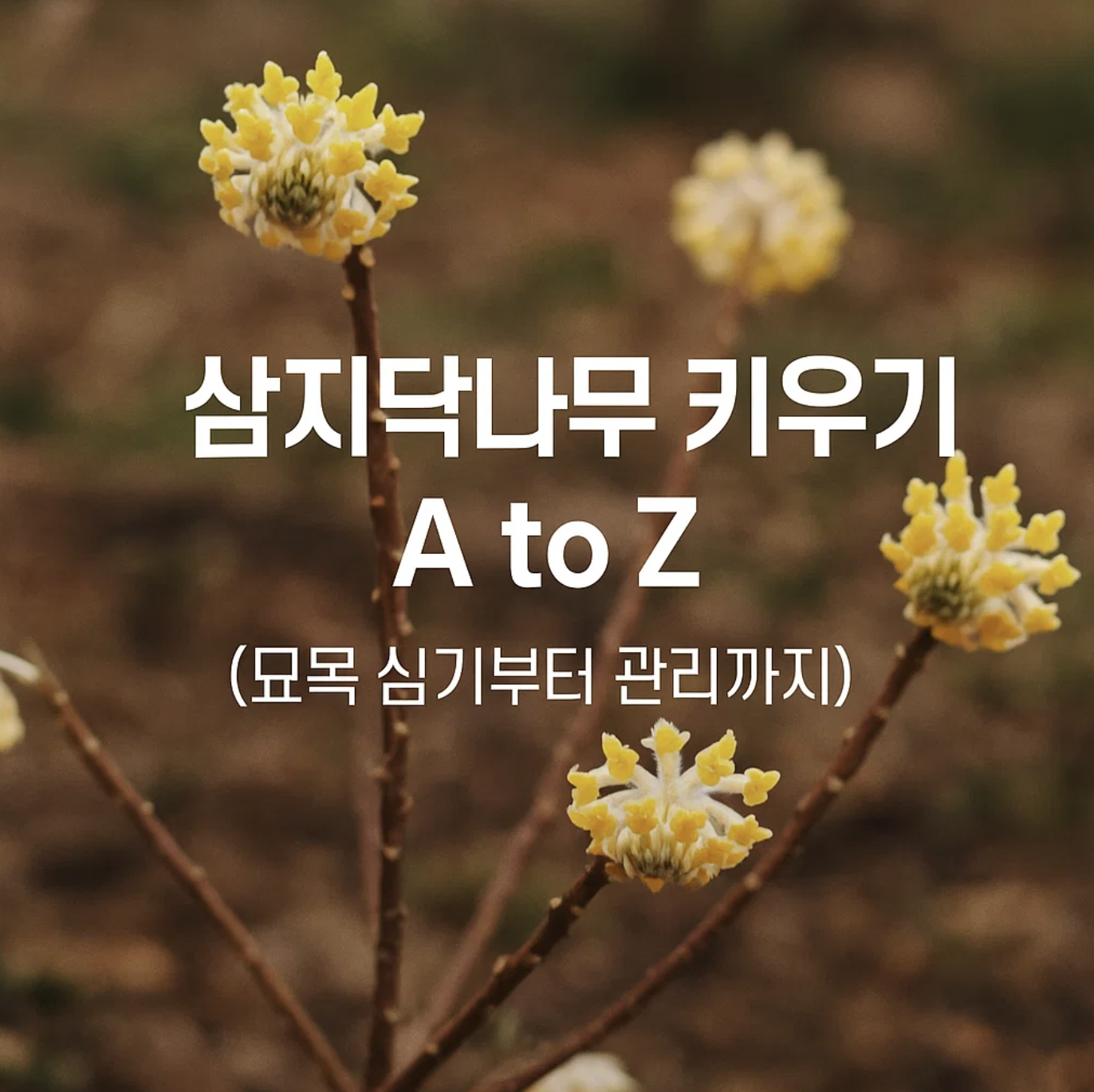 삼지닥나무 키우기 A to Z (묘목 심기부터 관리까지)