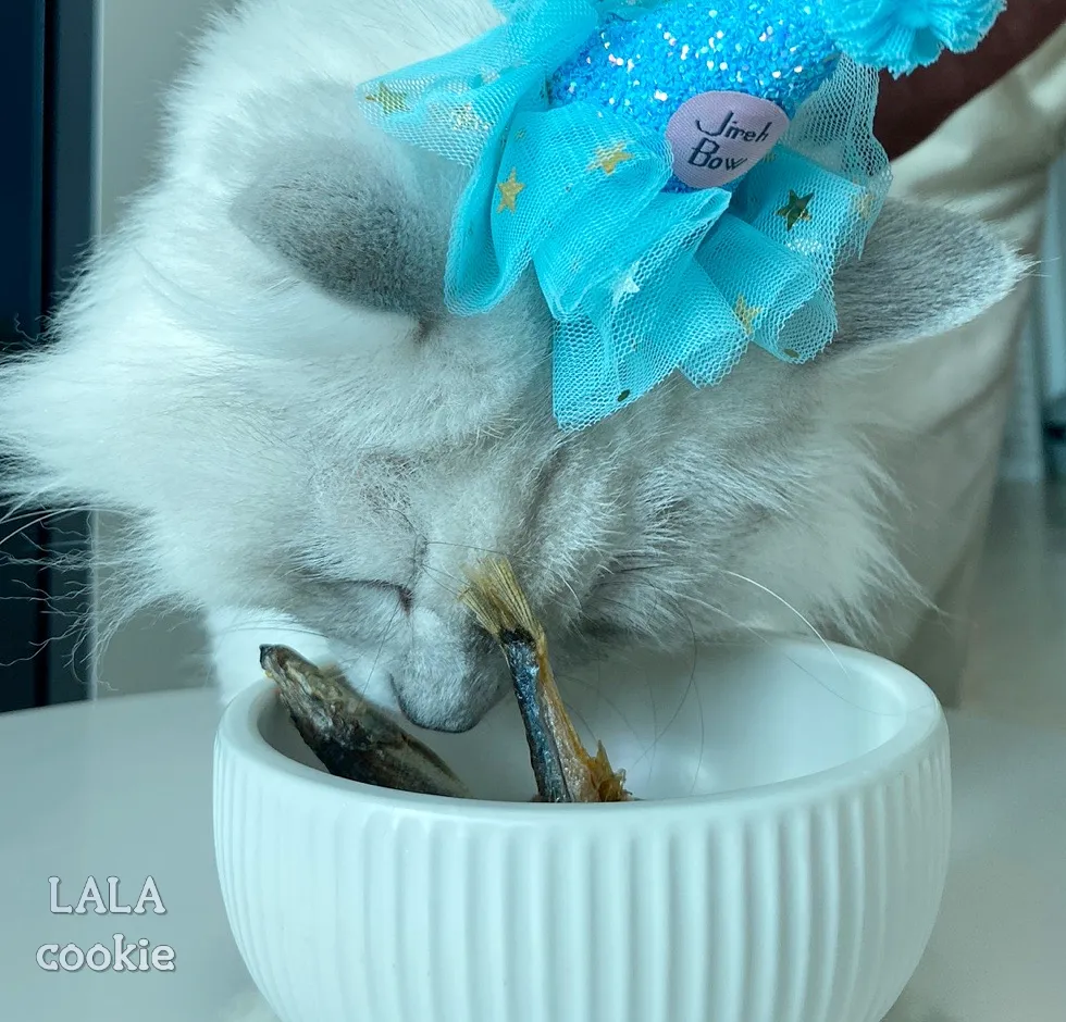 고양이-간식-추천-열빙어를-먹으려는-고양이