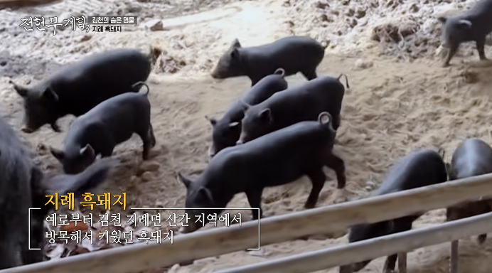 지례흑돼지