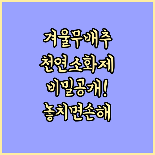 천연 소화제 겨울 무 배추의 영양 성..