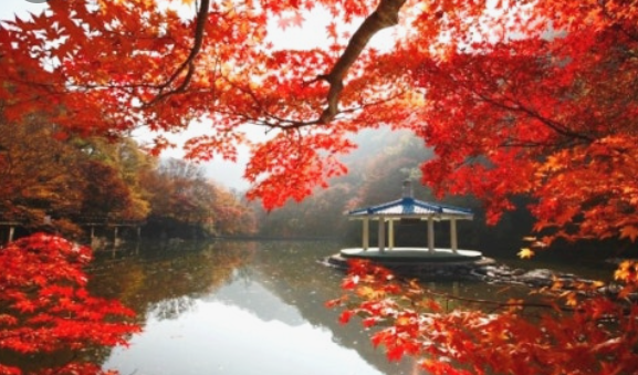 2025 치악산 단풍 절정 시기 공개! 실시간 현황 + BEST 코스 4곳