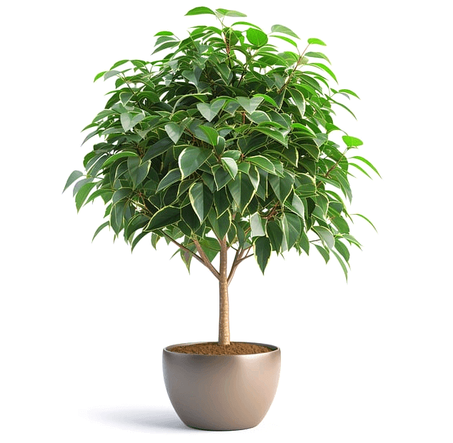 둥근 화분에 녹색 잎이 무성한 나무 한그루가 심어져 있다.