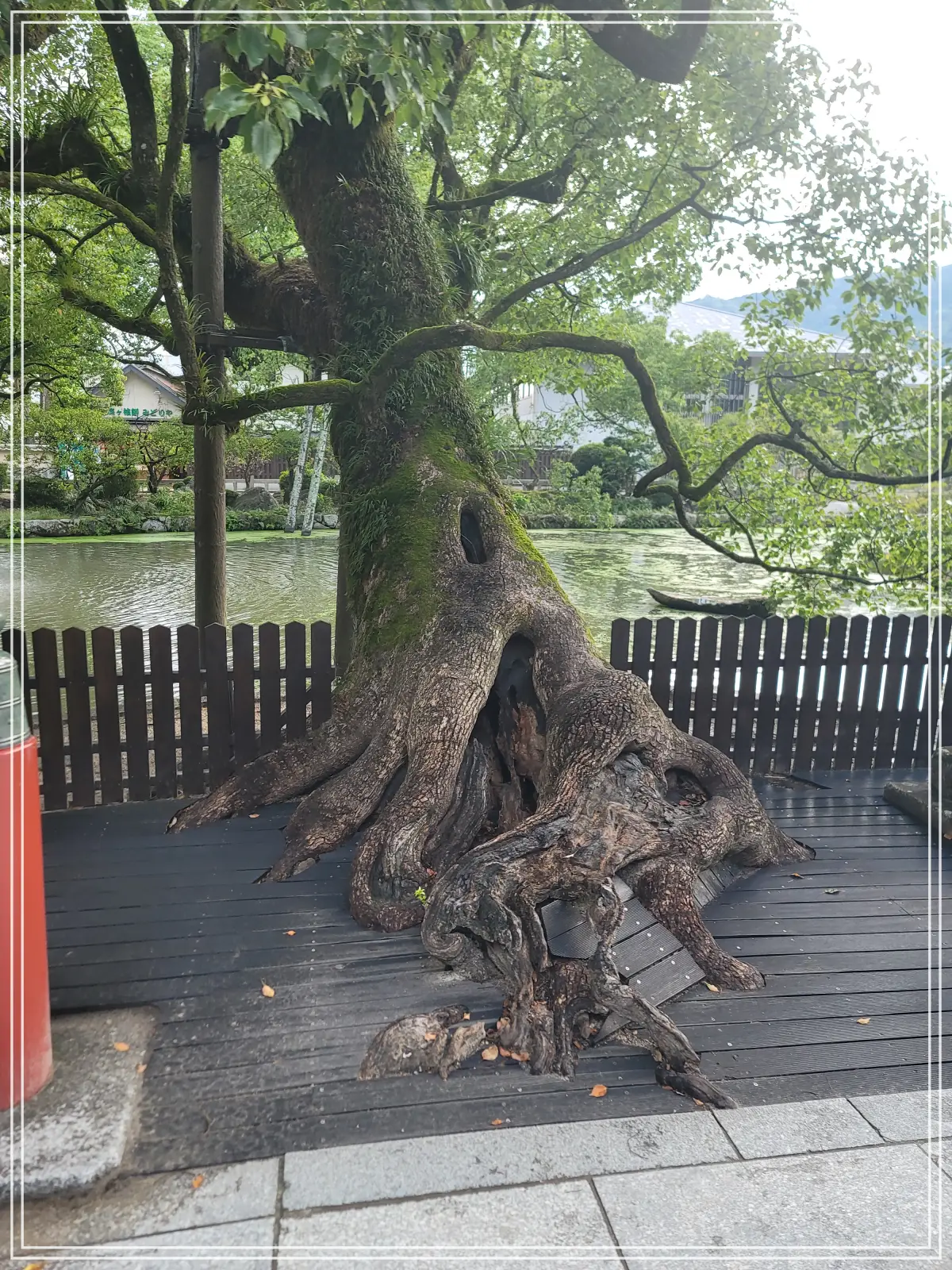 다자이후-연못-나무