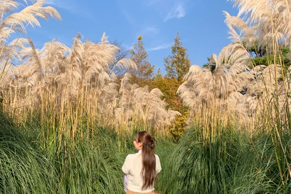 충남 태안 청산수목원 팜파스