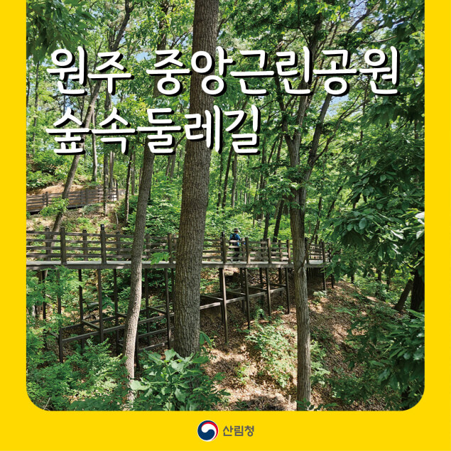 도시의 품 안에서 만나는 숲, 원주 중앙근린공원 숲속둘레길 트레킹 가이드