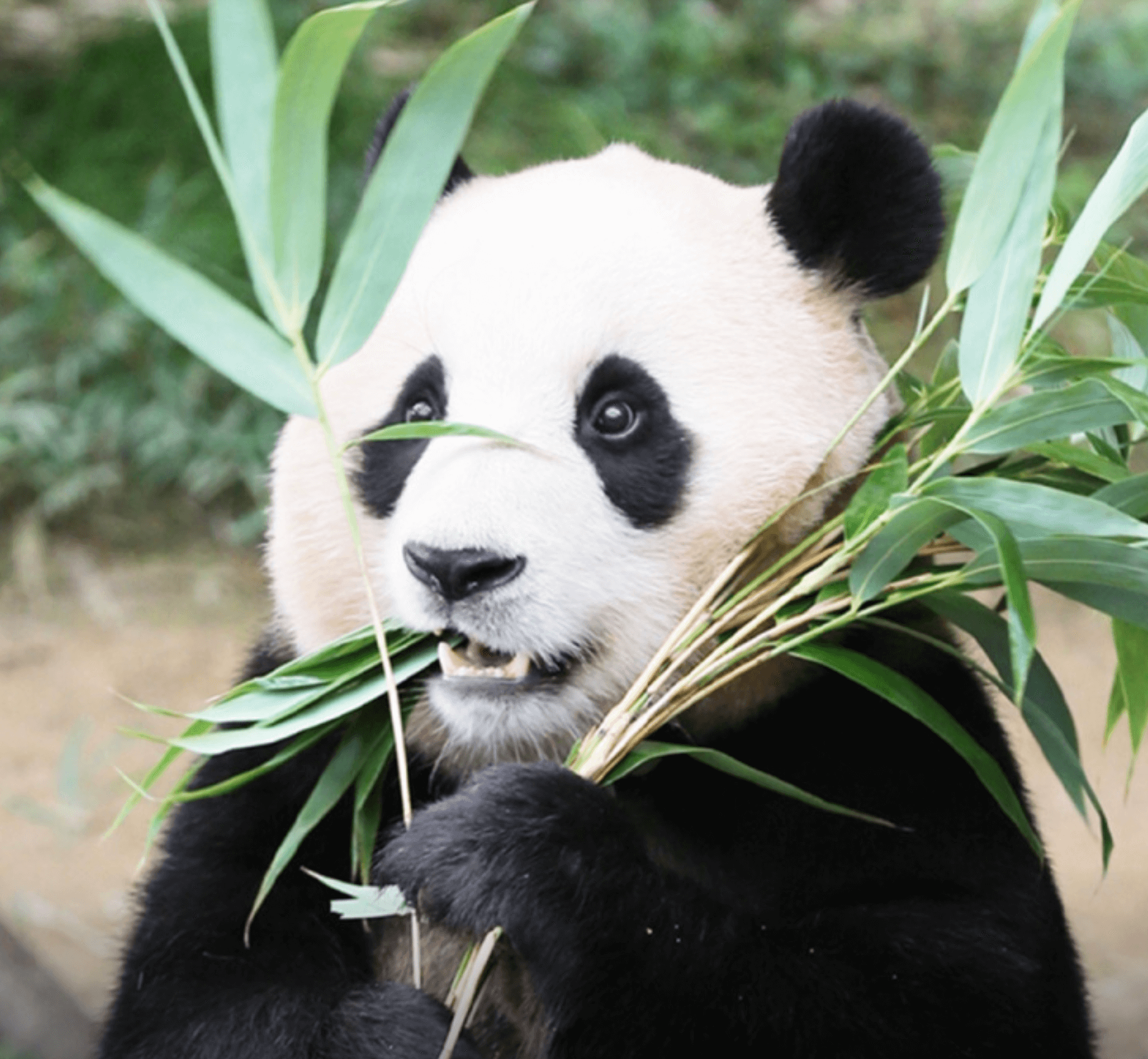 놀이공원-국내-크리스마스-여행지-추천