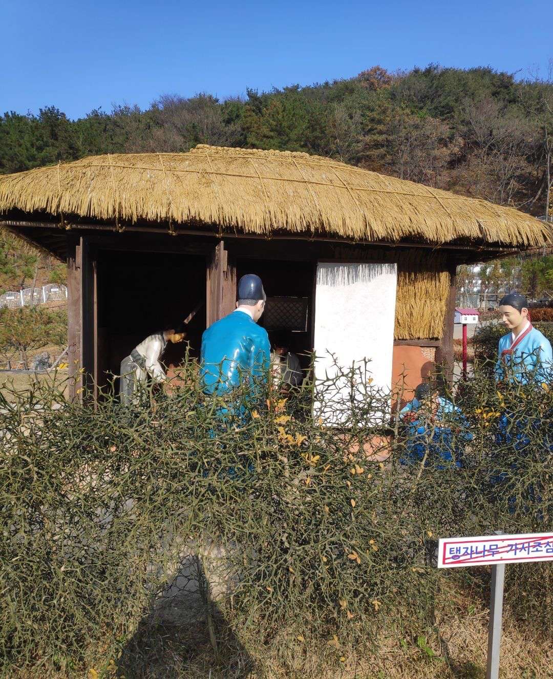 탱자나무 가시조심 팻말