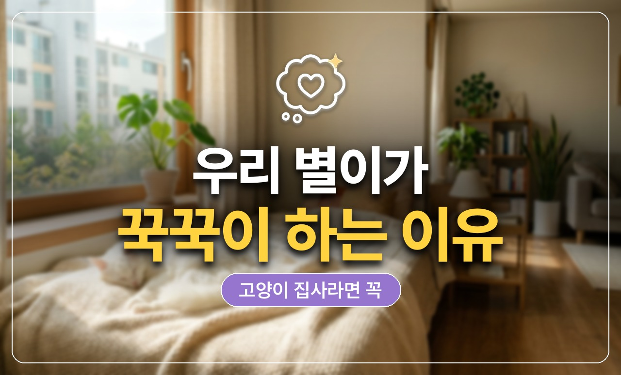 별이 꾹꾹이 이유