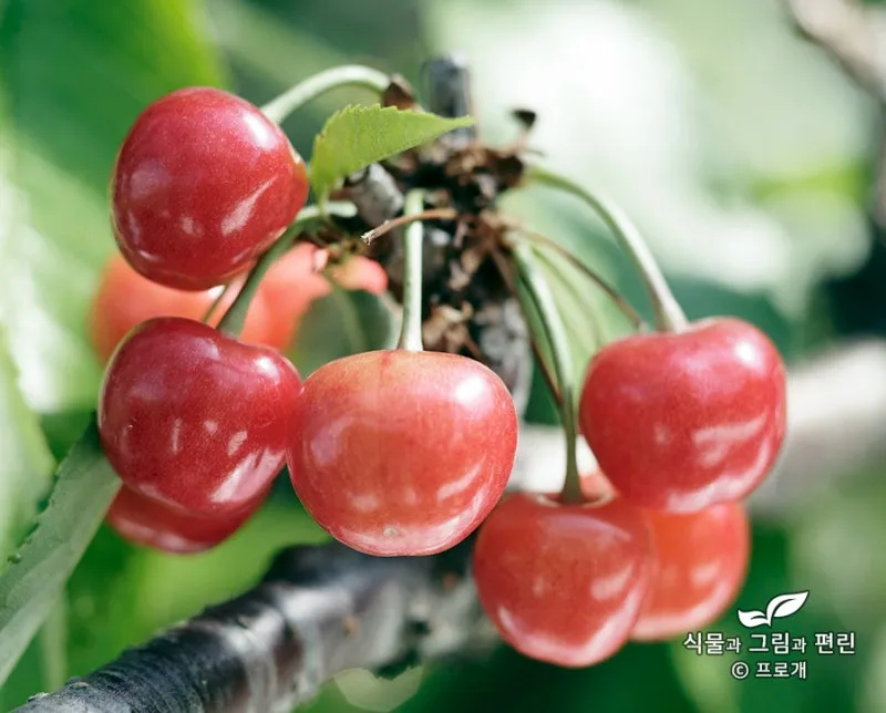 체리나무 재배법 건강한 과일 나무 키우기_6