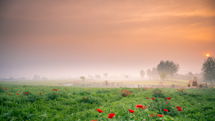 철원 고석정 꽃밭축제