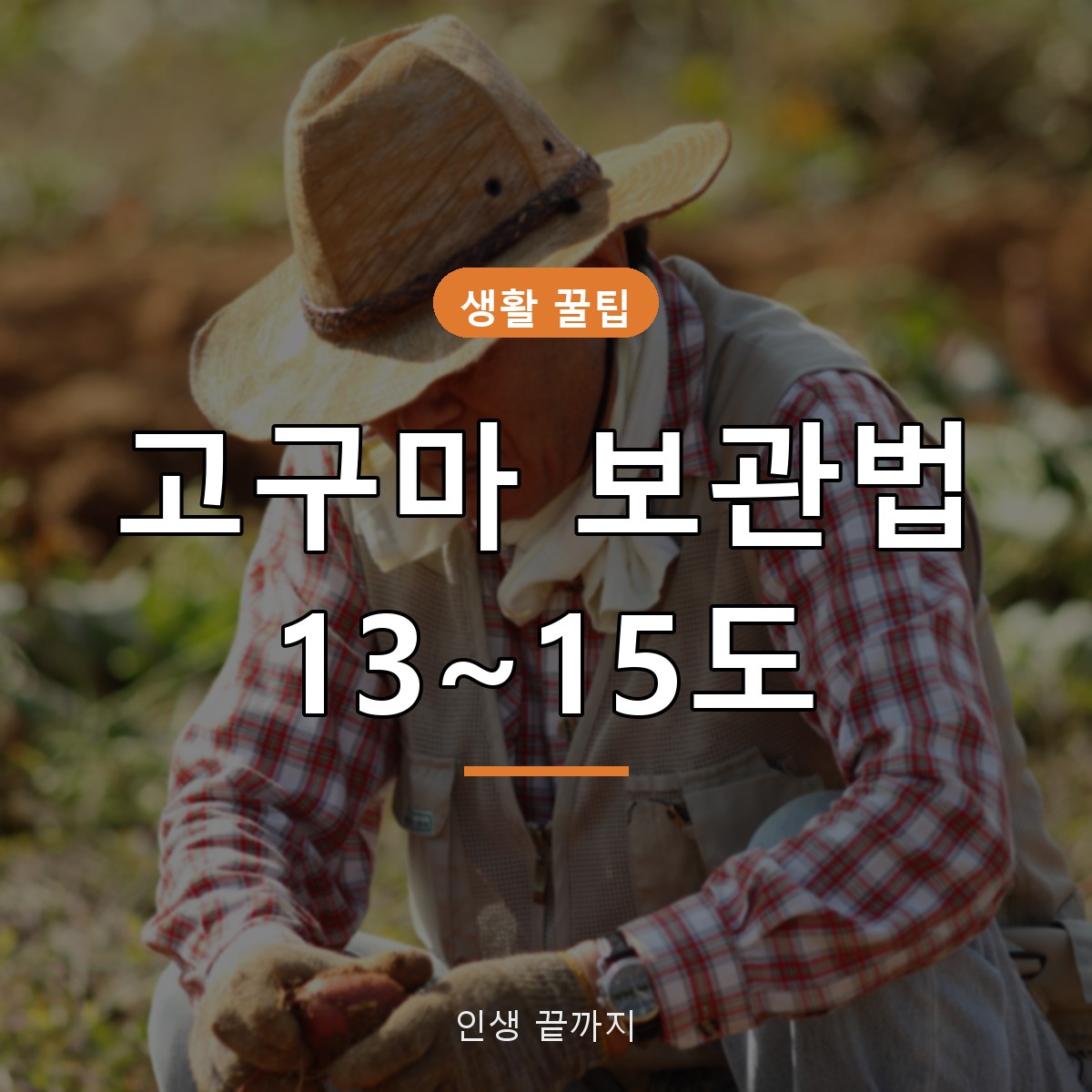 고구마 보관법, 적정 온도 13~15도와 냉장고 피해야 하는 이유