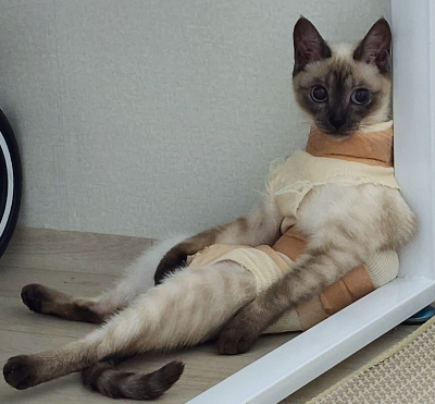 현타