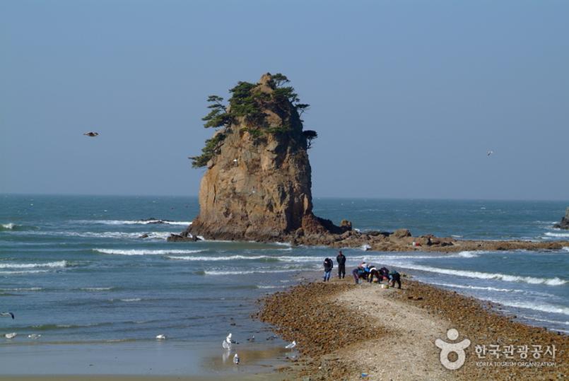 안면도수목원 가이드 : 입장료 할인부터 예약까지